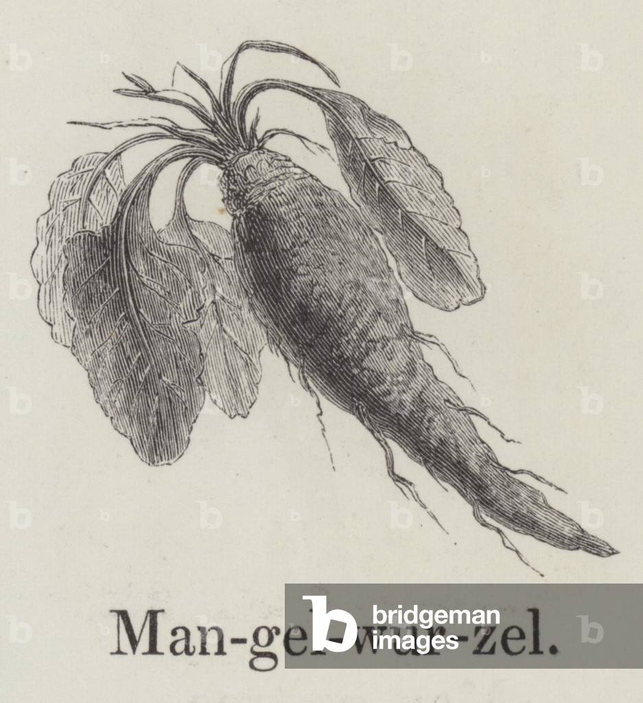 Mangelwurzel (engraving)