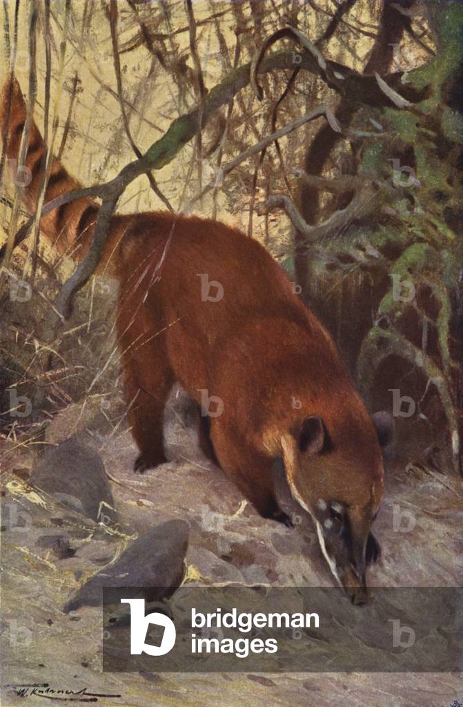 Red Coati (colour litho)