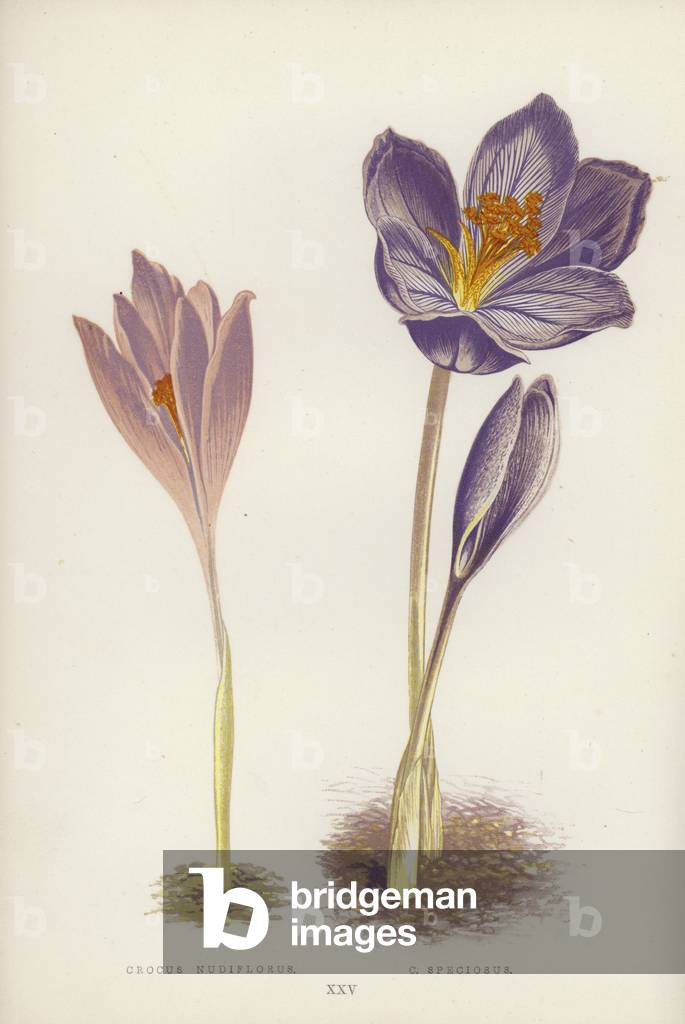 Crocus Nudiflorus; C Speciosus (colour litho)