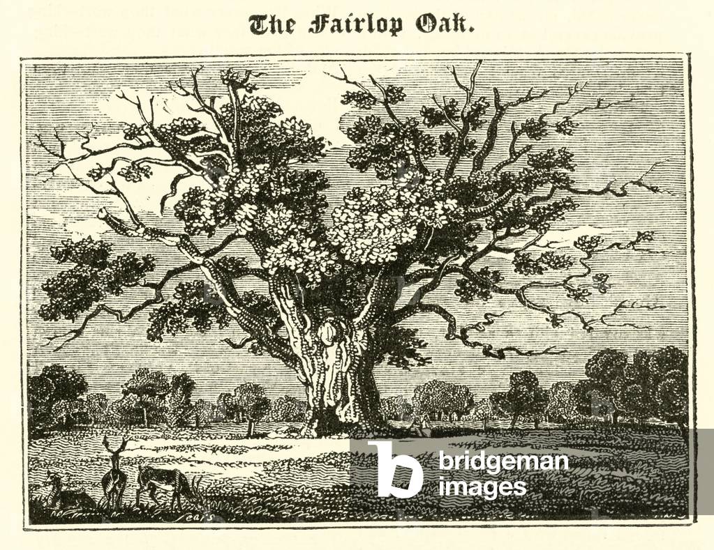 The Fairlop Oak (engraving)