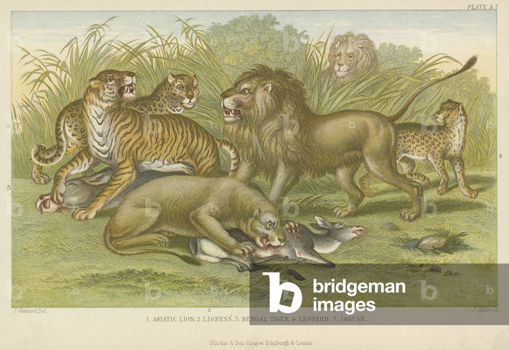 Big cats (coloured engraving)
