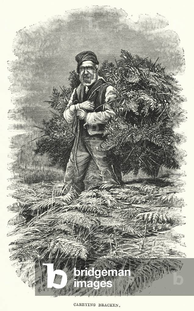Carrying bracken (engraving)