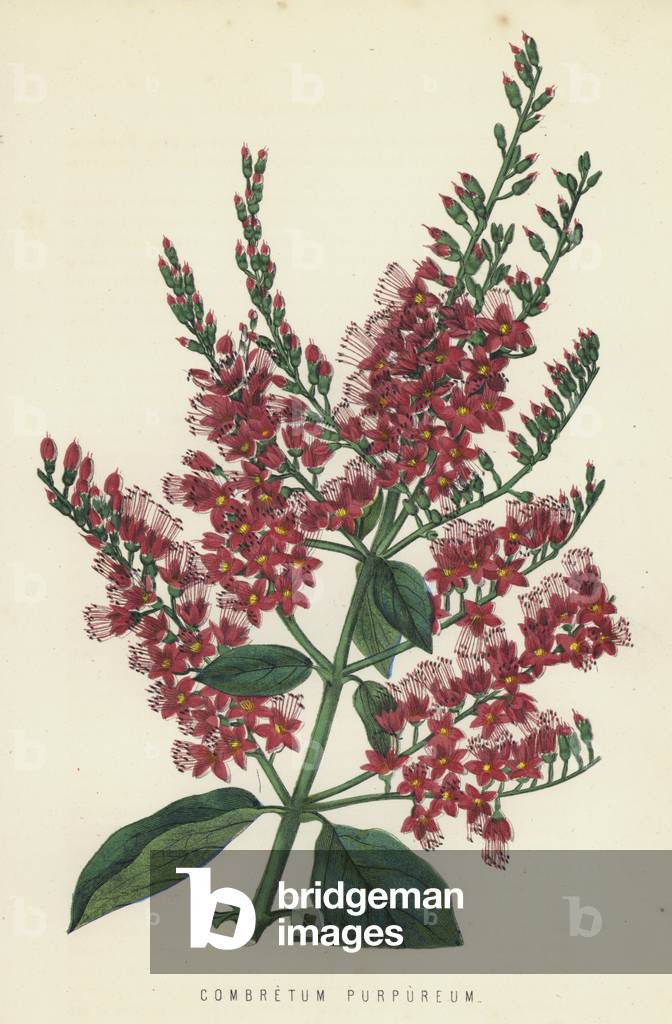 Combretum Purpureum (chromolitho)