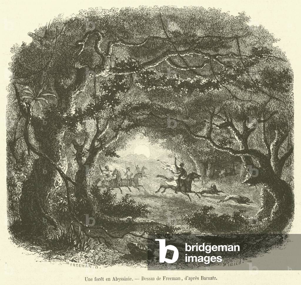 Une foret en Abyssinie (engraving)