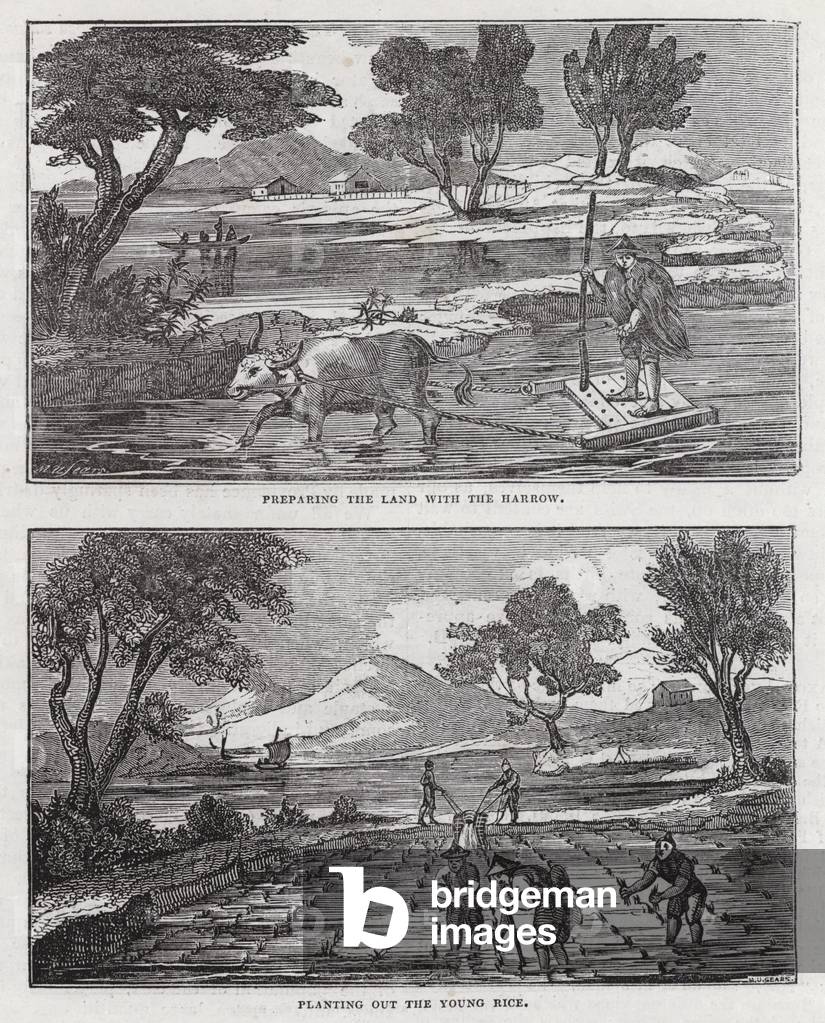 Rice production (engraving)