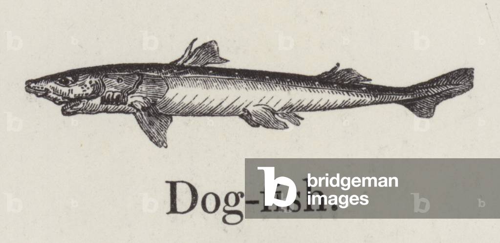 Dogfish (engraving)