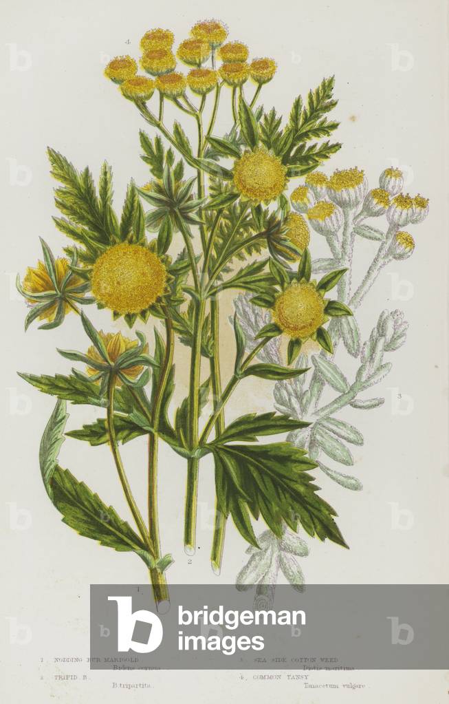Flowering Plants of Great Britain: Nodding Bur Marigold, Trifid Bur Marigold, Sea Side Cotton Weed, Common Tansy (colour litho)