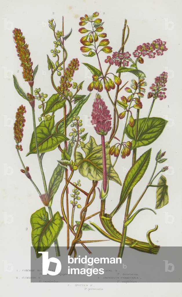 Flowering Plants of Great Britain: Common Buckwheat, Climbing Buckwheat, Copse Buckwheat, Amphibius Persecaria, Spotted Persecaria (colour litho)