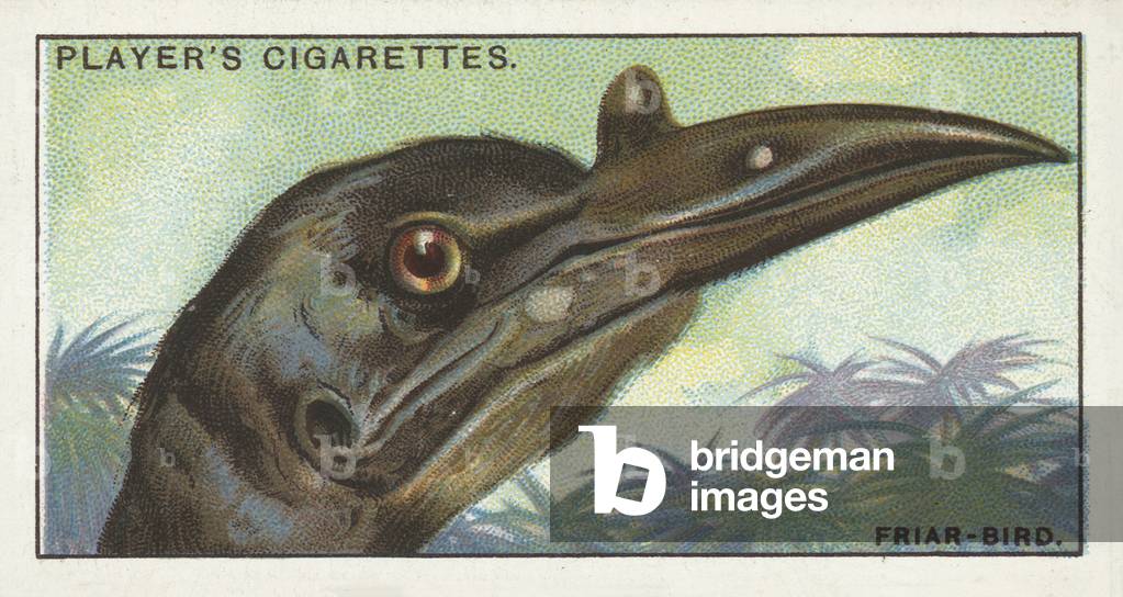 Curious beaks, The Friar-Bird, Tropidorhynchus (chromolitho)