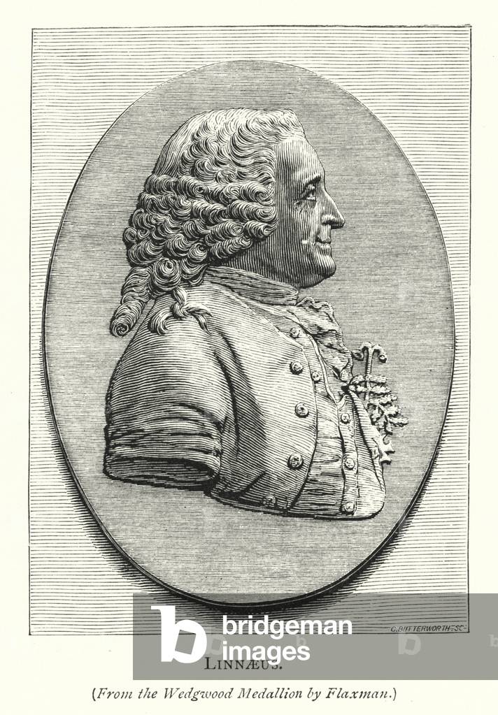 Linnaeus (engraving)
