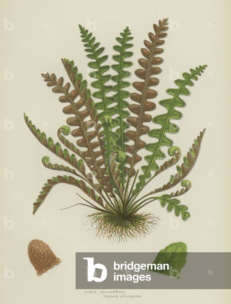 Scaly Spleenwort (colour litho)