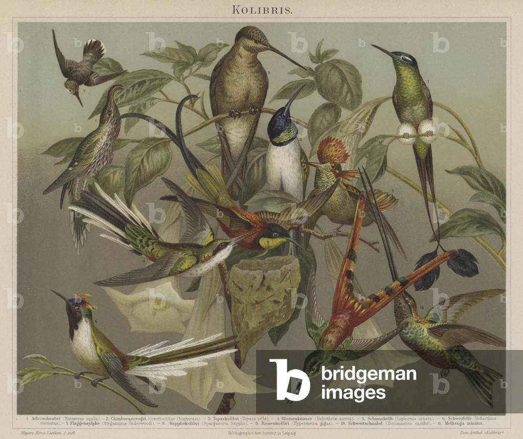 Hummingbirds (colour litho)