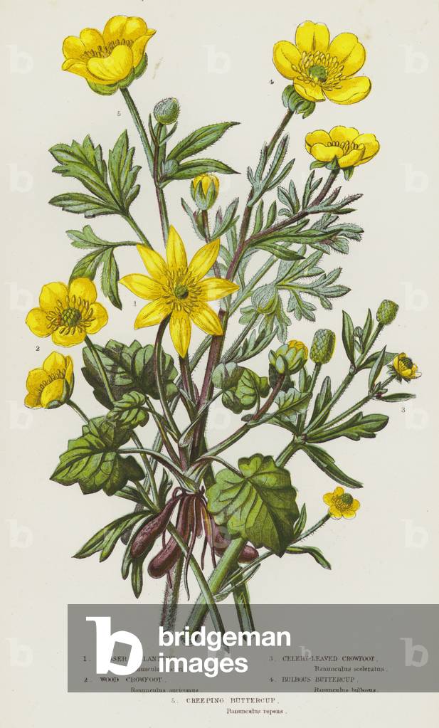 Flowering Plants of Great Britain: Lesser Celandine, Wood Crowfoot, Celery-Leaved Crowfoot, Bulbous Buttercup, Creeping Buttercup (colour litho)