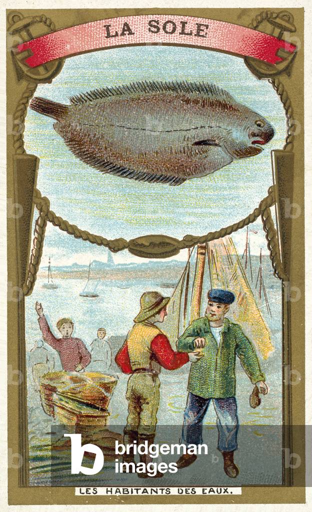 Sole (chromolitho)