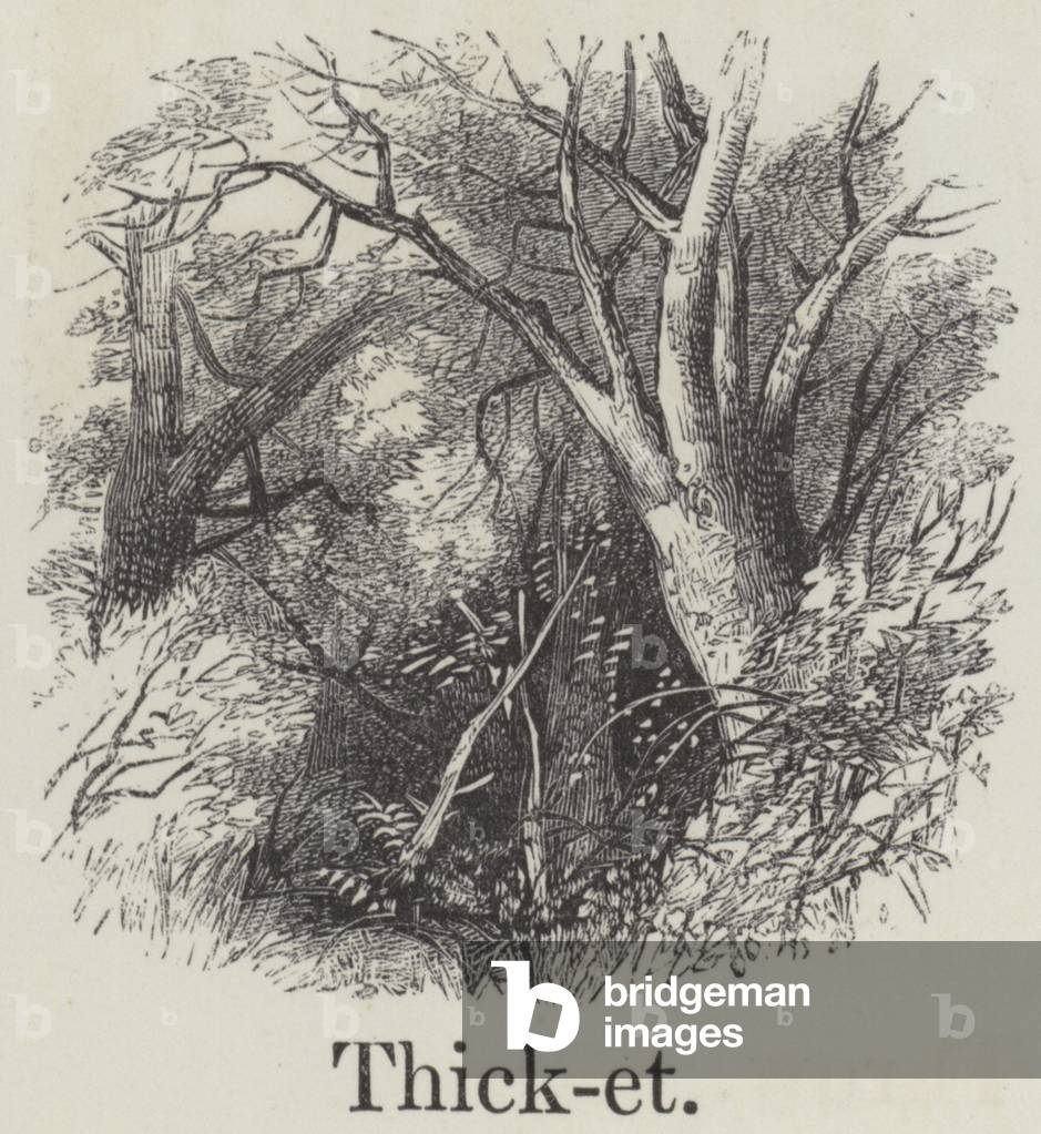 Thicket (engraving)