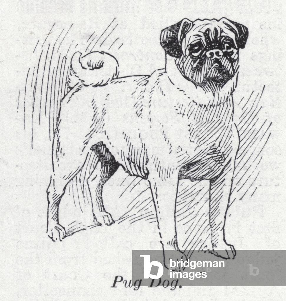 Pug dog (litho)