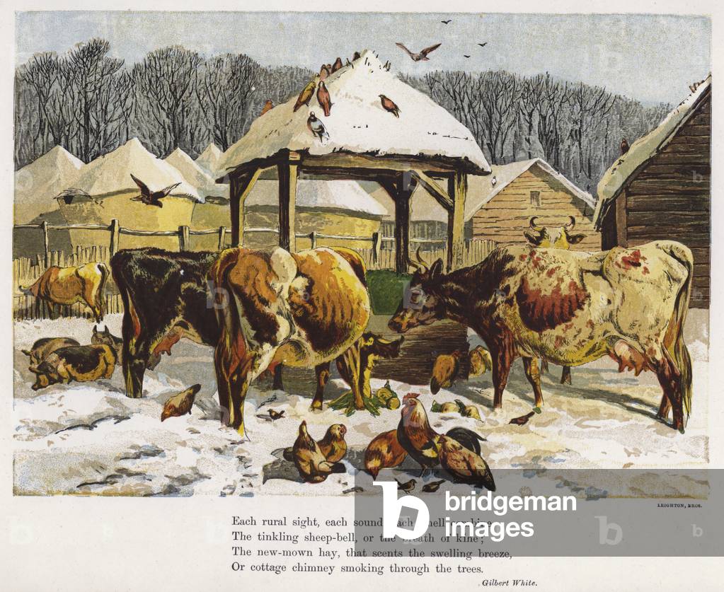 Cattle and chickens in a snowy farmyard (coloured engraving)