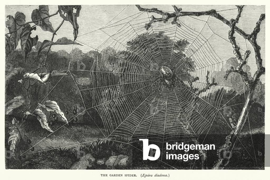 The Garden Spider, Epeira diadema (engraving)