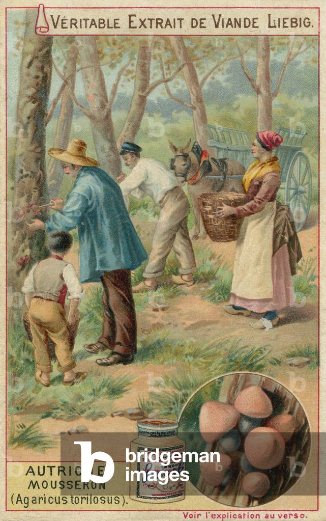 Austria: mousseron (Agaricus torilosus) (chromolitho)