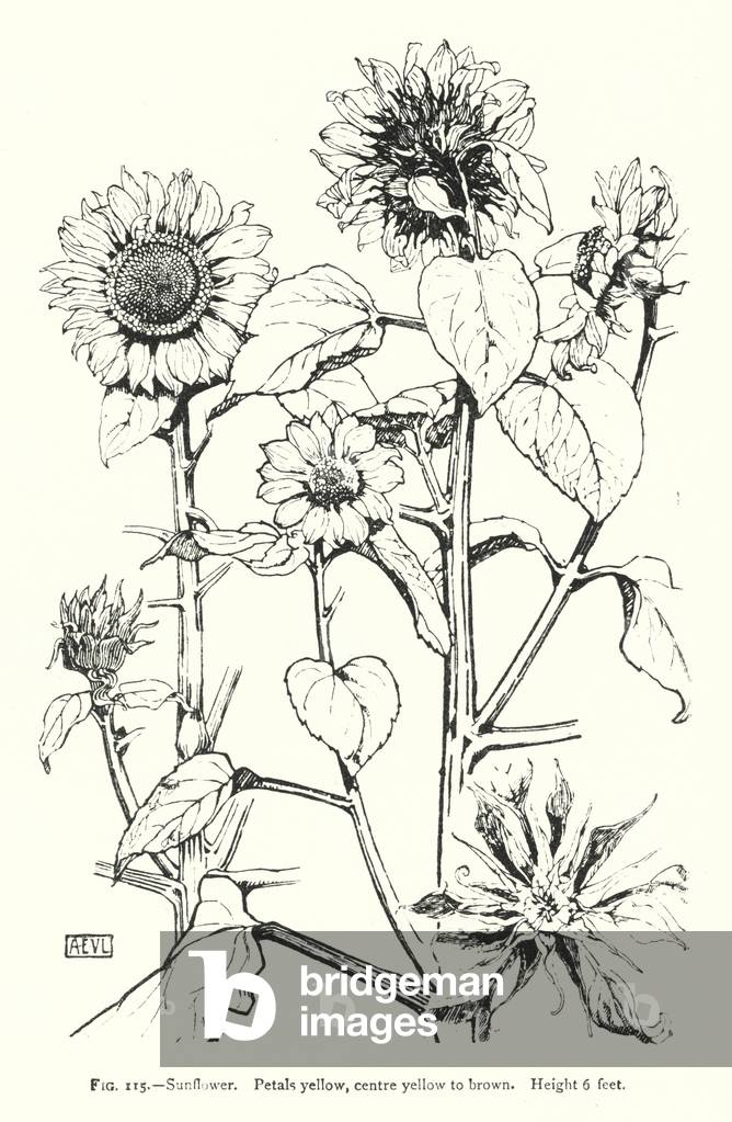 Sunflower; Petals yellow, centre yellow to brown; Height 6 feet (engraving)