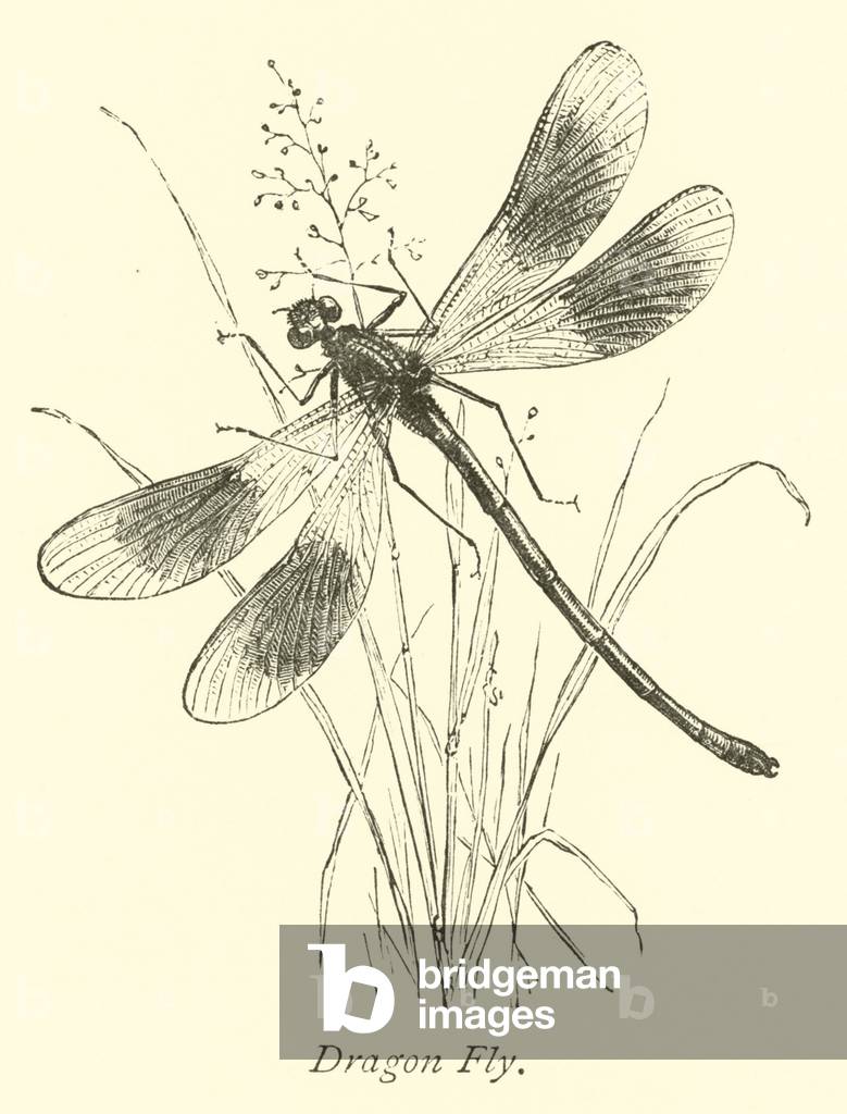 Dragon Fly (engraving)
