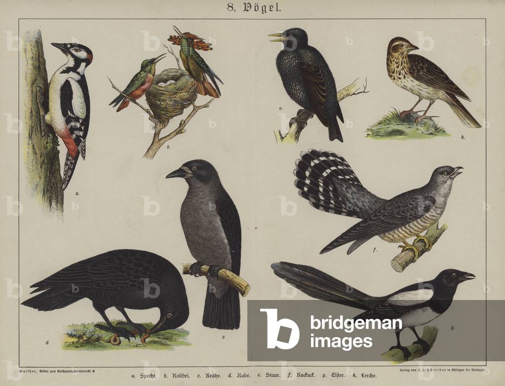 Animals (colour litho)