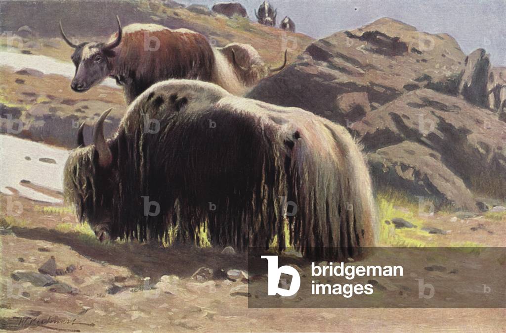 Domesticated Yak (colour litho)