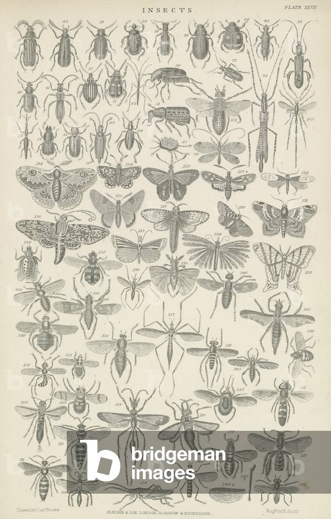 Insects (engraving)
