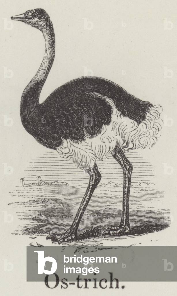 Ostrich (engraving)