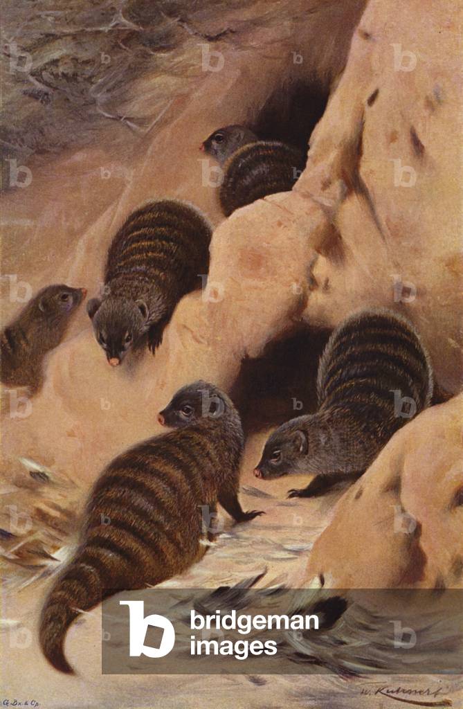 Banded Mungoose (colour litho)