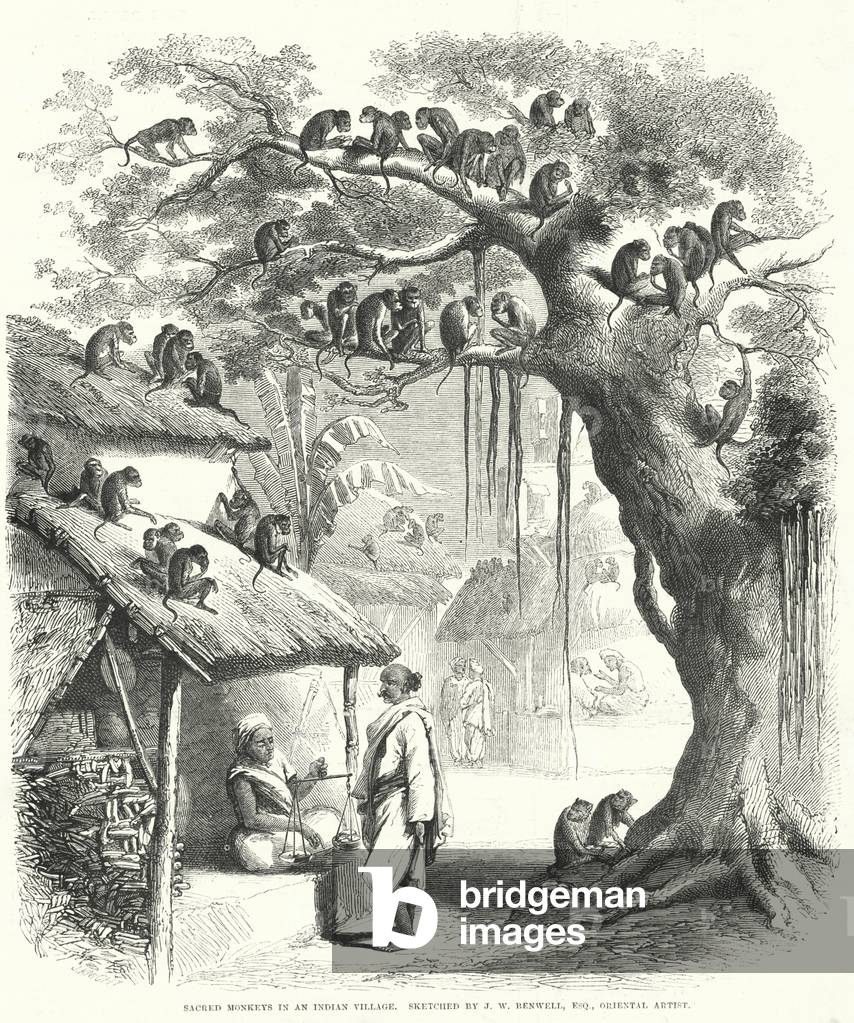 Sacred Monkeys in an Indian Village (engraving)