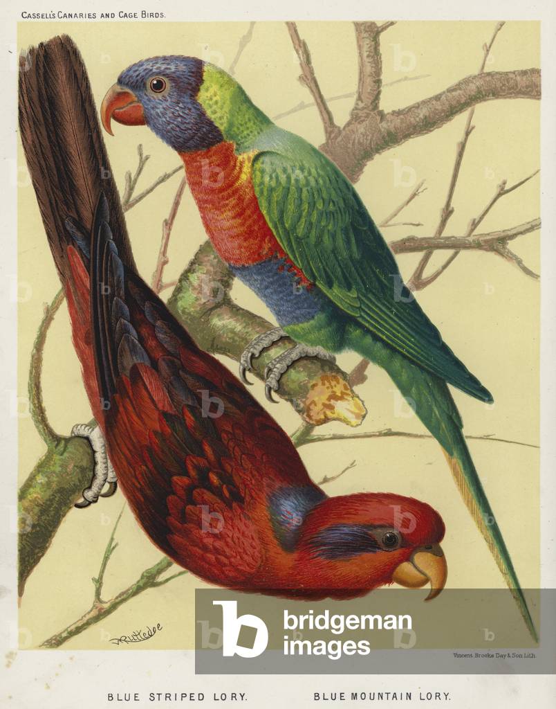 Blue Striped Lory, Blue Mountain Lory (colour litho)