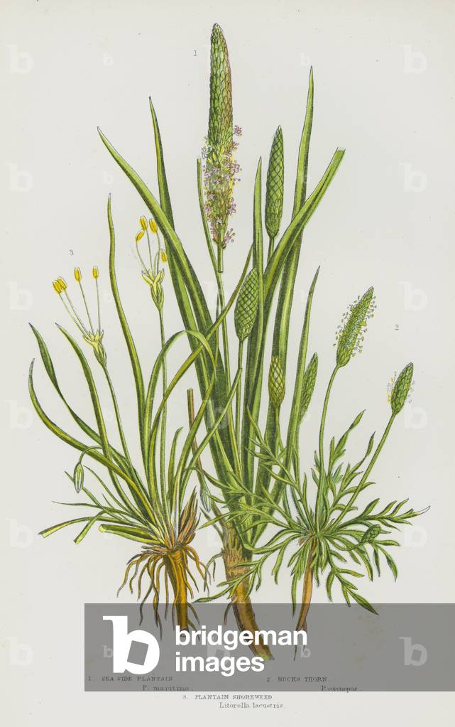 Flowering Plants of Great Britain: Sea Side Plantain, Bucks Thorn, Plantain Shoreweed (colour litho)