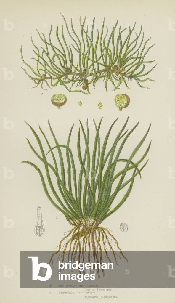 European Quillwort, Creeping Pill-Wort (colour litho)