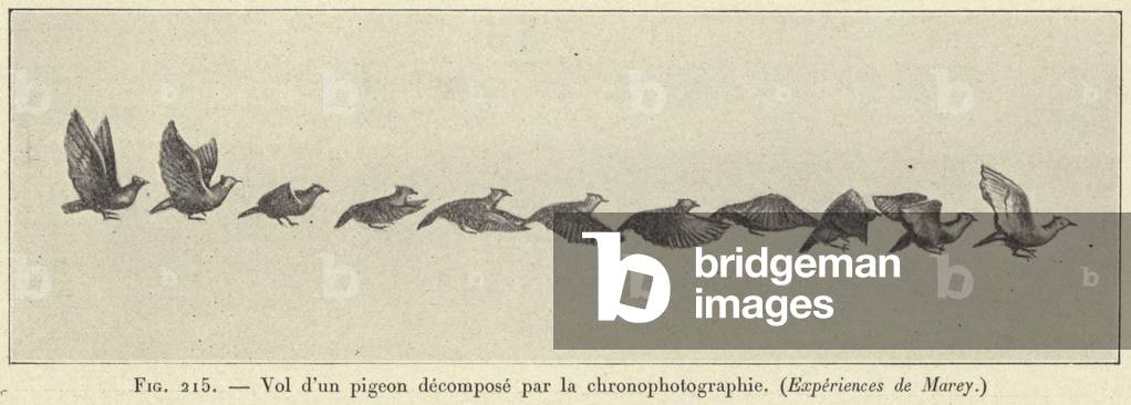 Vol d'un pigeon decompose par la chronophotographie, (Experiences de Marey) (engraving)