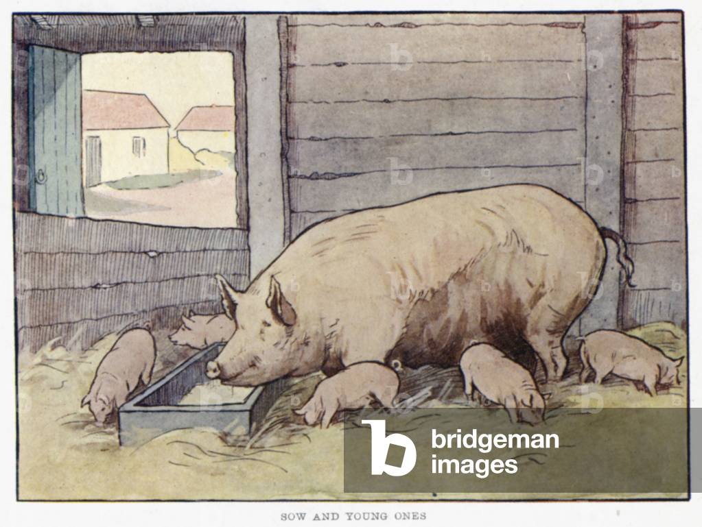 Sow and Young Ones (colour litho)