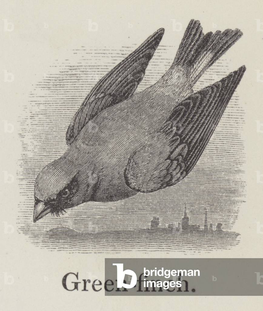 Greenfinch (engraving)