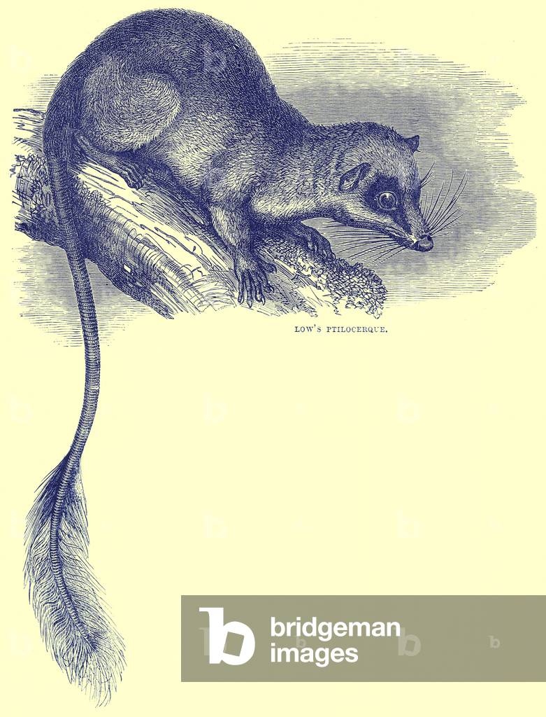 Low's Ptilocerque, illustration from Cassell's Natural History (litho)