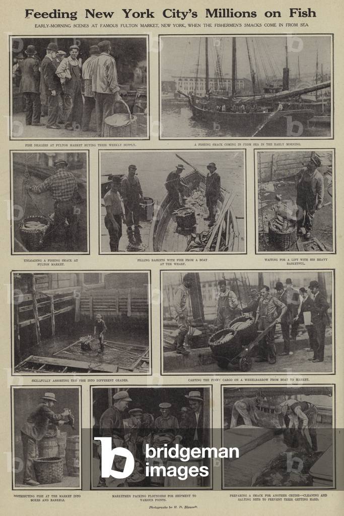 Feeding New York City's millions on fish (b/w photo)