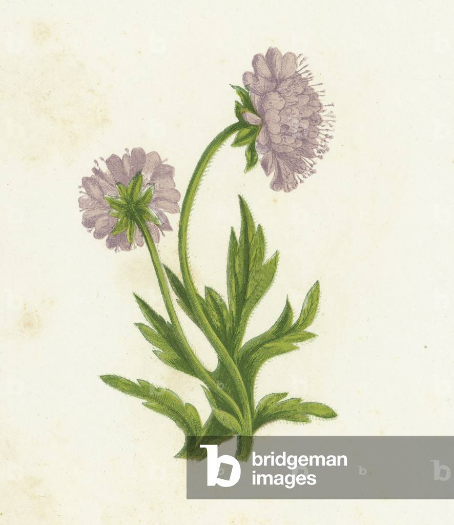 Field Knautia, Knautia Arvensis (colour litho)
