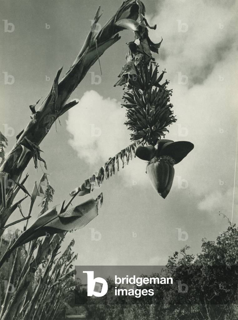 Turkey: Tarsus'da muz, Banana Plantations at Tarsus (b/w photo)