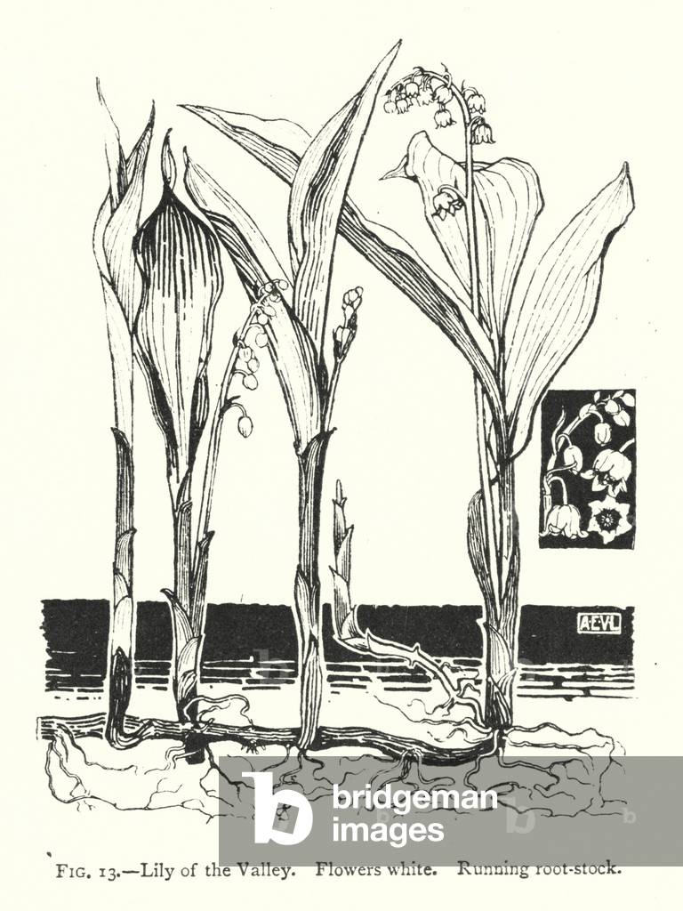 Lily of the Valley; Flowers white; Running root-stock (engraving)