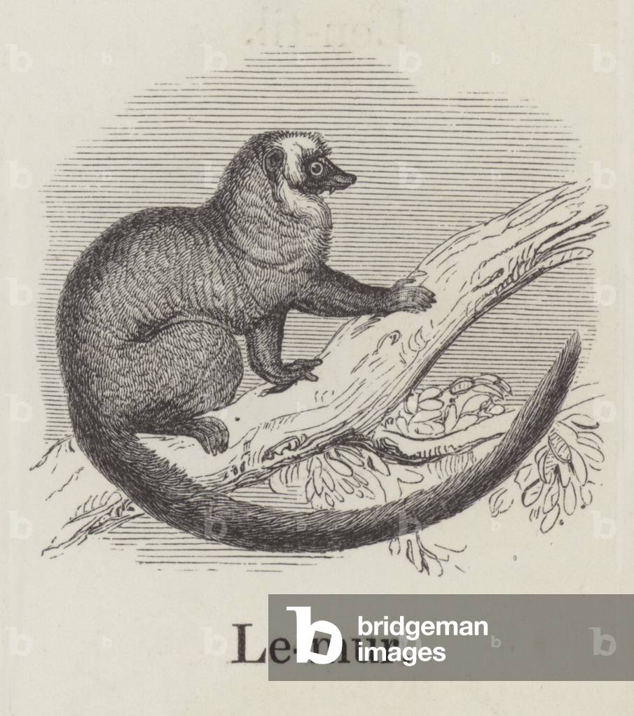 Lemur (engraving)