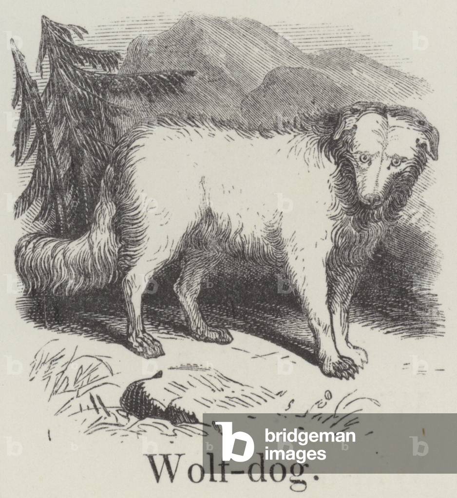 Wolfdog (engraving)
