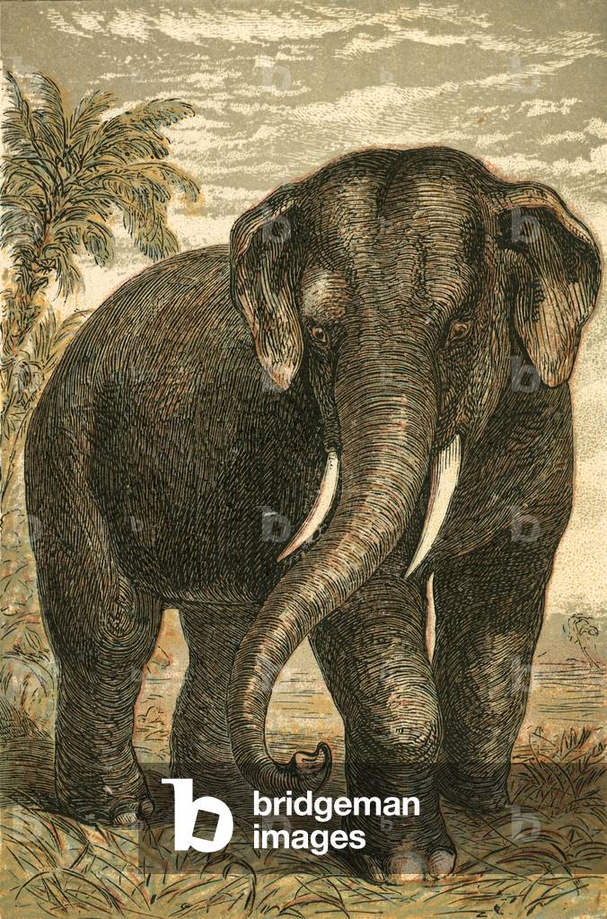 Elefante indiano