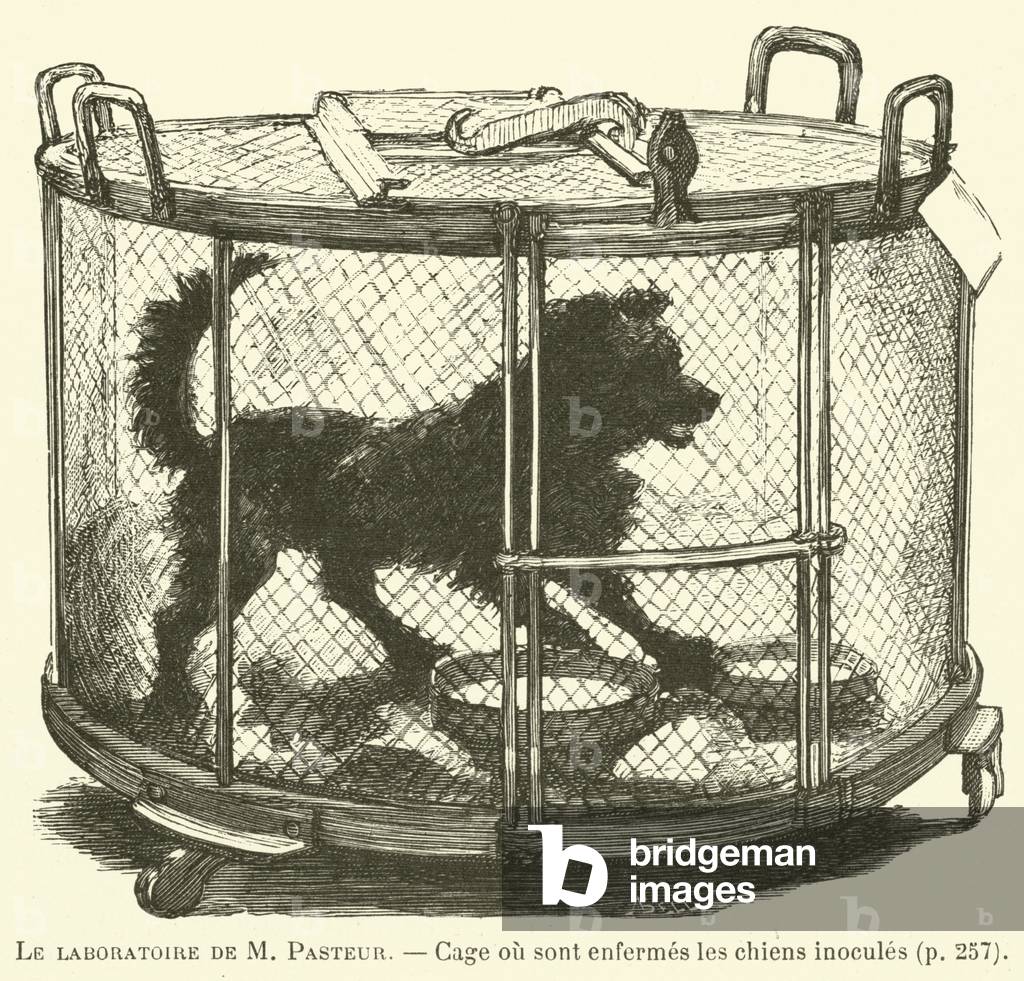 Le laboratoire de M Pasteur, Cage ou sont enfermes les chiens inocules (engraving)