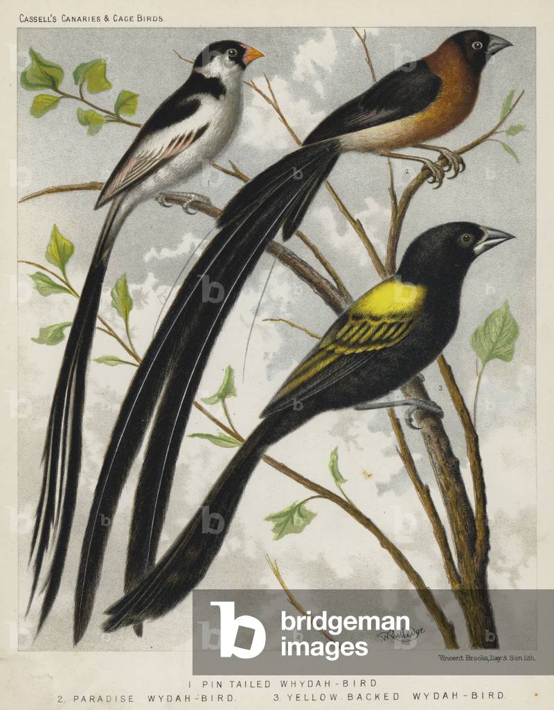 Pin Tailed Whydah-Bird, Paradise Wydah-Bird, Yellow Backed Wydah-Bird (colour litho)