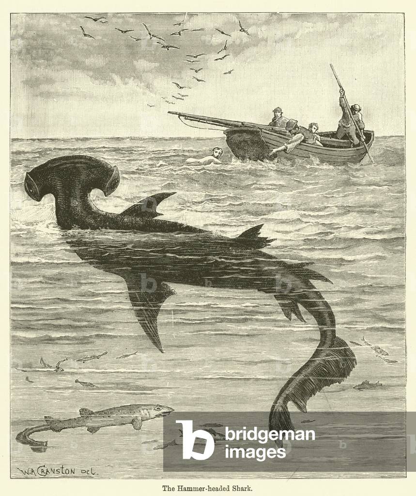The Hammer-headed Shark (engraving)