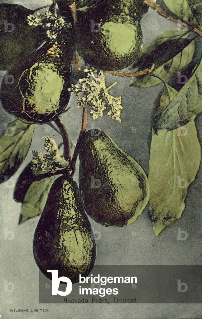 Avocado pears, Trinidad (colour photo)