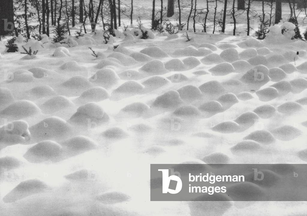 Dresden: Tiny Firs under Snow; Die Heide Im Schnee (b/w photo)